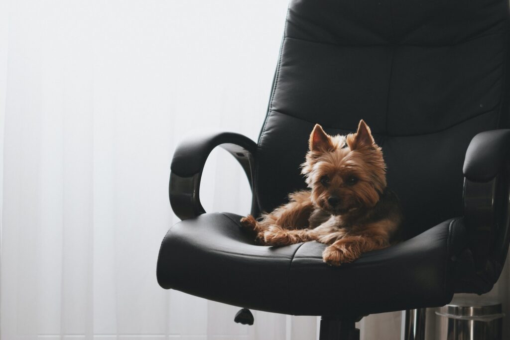 brown long coated small dog on black leather office rolling chair